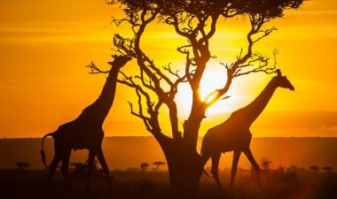 Kenyan President: Travel Ban Freezes 88pc of Foreign Visitors - TRAVELINDEX