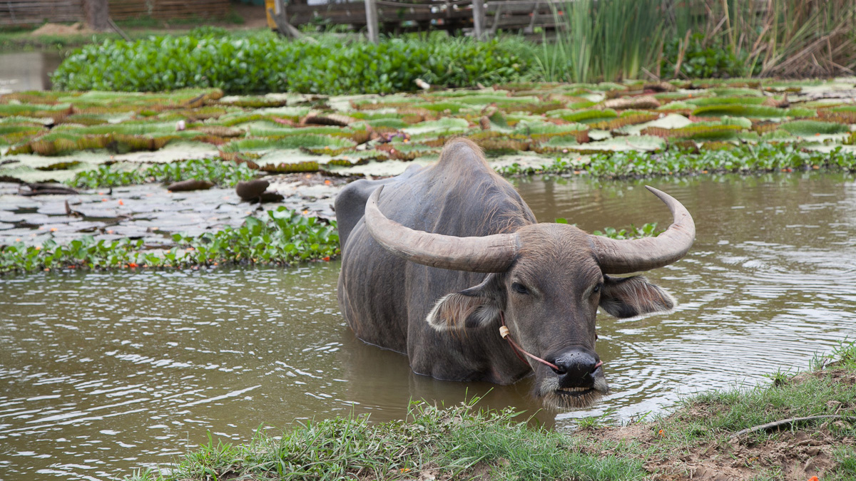 Local Thai Community-based Tourism attractions near Bangkok
