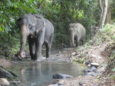 New Partnership Leading the Way to Elephant-friendly Future in Koh Lanta - TRAVELINDEX