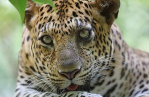 Ecotourists Staying Away Put Wildlife in Danger in Cambodia