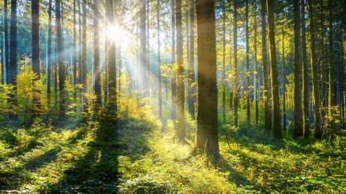 WEF-World-Economic-ForumUS Businesses, Governments and Non-Profits Join Global Push for 1 Trillion Trees-TRAVELINDEX US Businesses, Governments and Non-Profits Join Global Push for 1 Trillion Trees