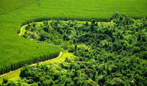 Consumer Goods Coalition Accelerates Effort to Remove Deforestation from Commodity Supply Chains - TRAVELINDEX