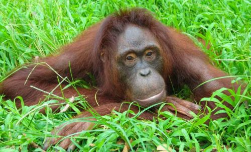 Rimba Raya Becomes First Forest Conservation Project in the World-TRAVELINDEX Rimba Raya Becomes First Forest Conservation Project in the World
