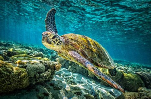 Outrigger Wins PATA Gold Award for its OZONE Conservation Initiative - TRAVELINDEX