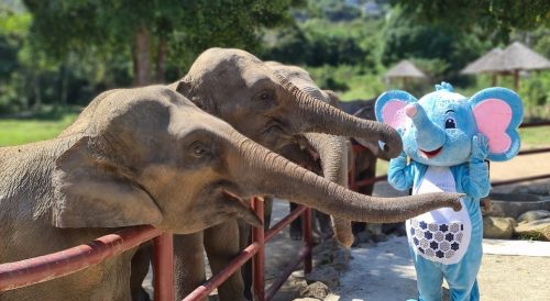 Meliá Koh Samui Comes to the Rescue to Feed Elephants During Tough Times - TRAVELINDEX
