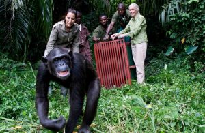 Jane Goodall, The Hope, Premiering on Earth Day-TRAVELINDEX Jane Goodall, The Hope, Premiering on Earth Day
