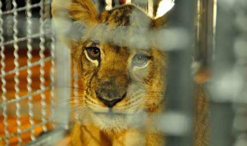 WTTC Release Key Guidelines for Prevention of Illegal Wildlife Trade-TRAVELINDEX WTTC Release Key Guidelines for Prevention of Illegal Wildlife Trade