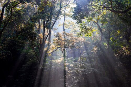 Forest Bathing with Hotels Around Asia - TRAVELINDEX - TOP25SPAS