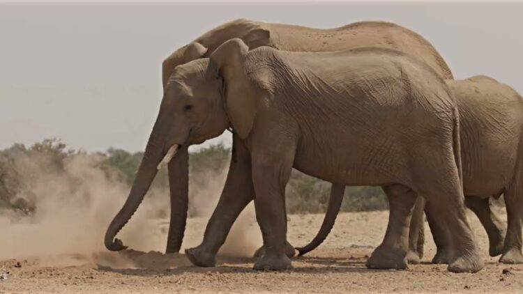 Kaelo Destinations Launches to the Trade