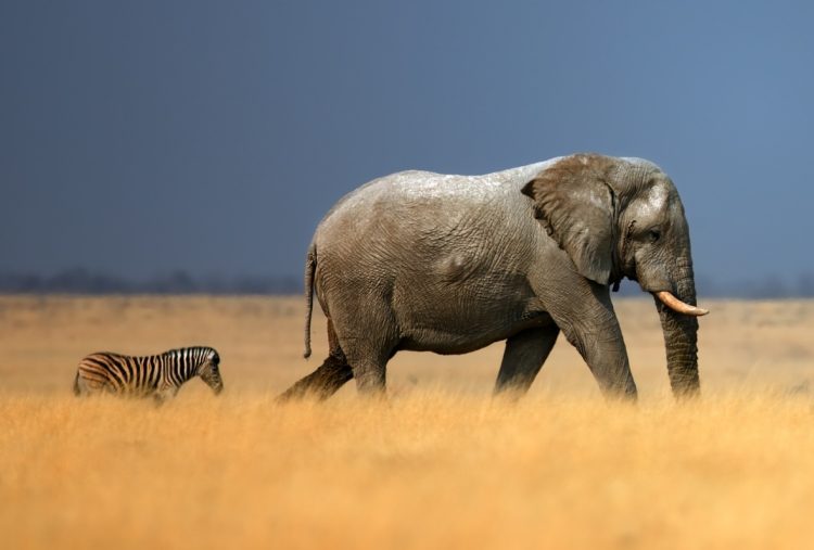 OurAfrica.Travel announces Cause Champions for 2026 - TRAVELINDEX