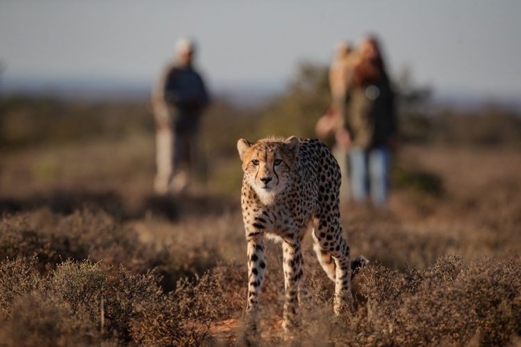 Four Bucket-list Wilderness Adventures at Samara Karoo Reserve - TRAVELINDEX